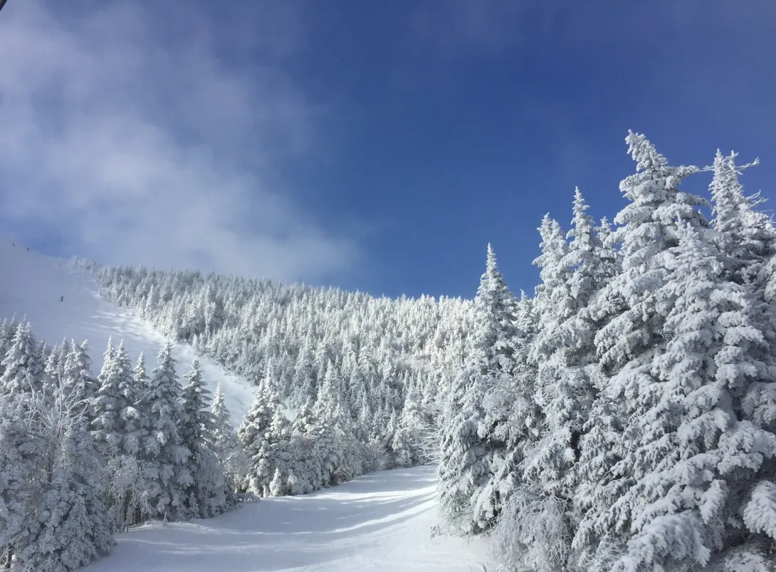 Sugarbush