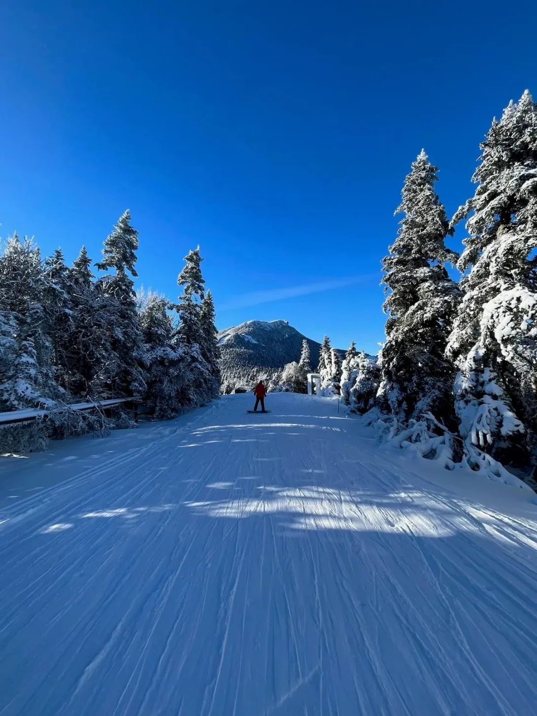 Bluebird day