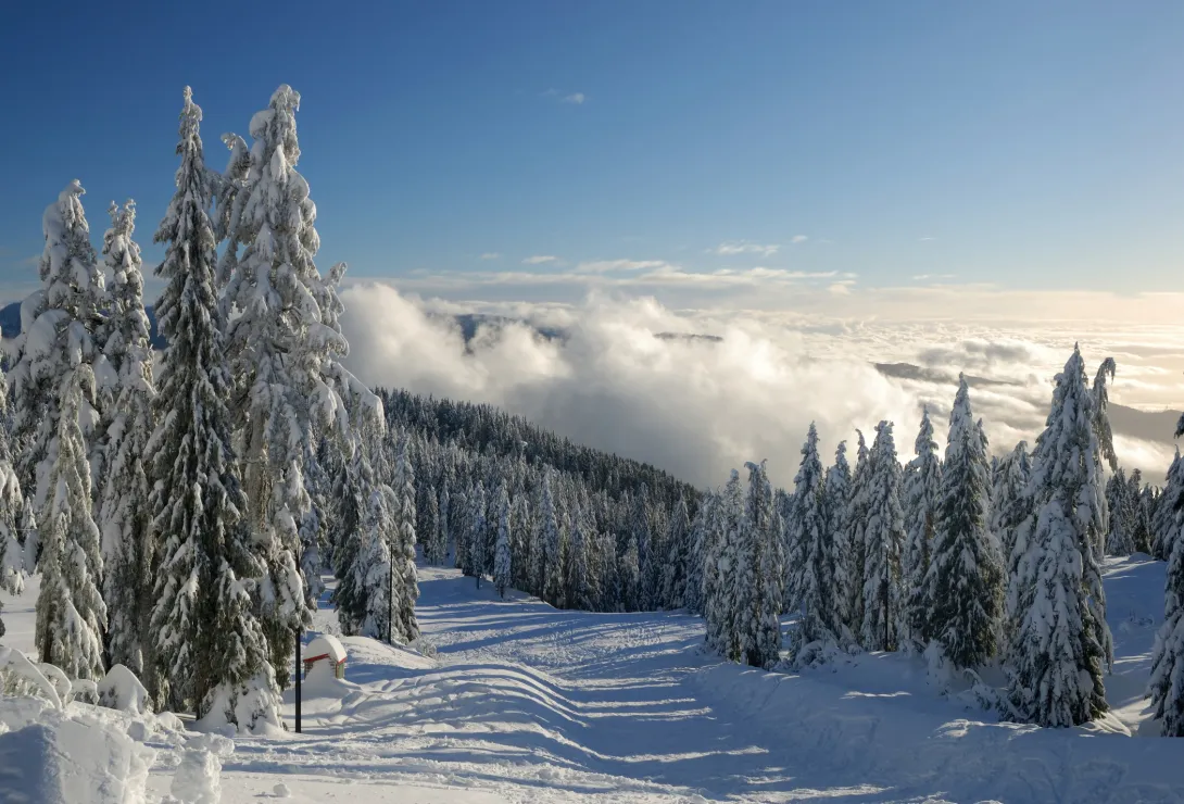 Fresh snow powder